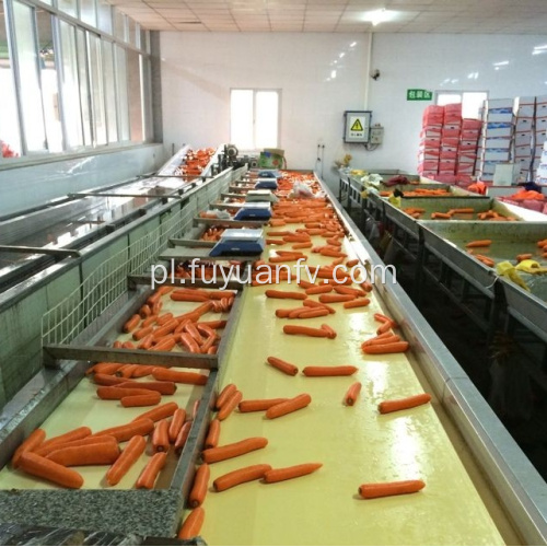 Fabryka bezpośrednio dostarcza świeżą marchewkę